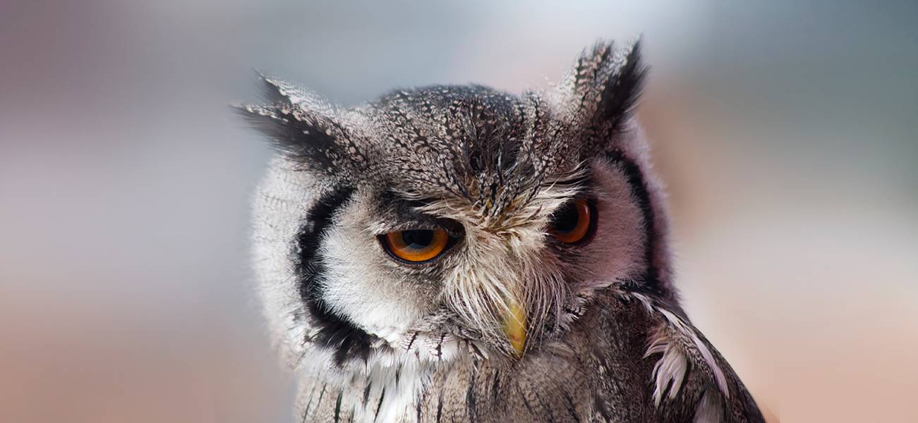 Close-up of an owl's face, being the bird of wisdom, used as a metaphor for regulation, licencing and supervision