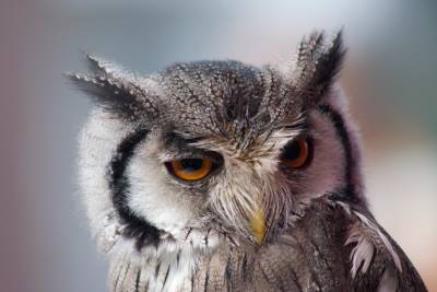 Close-up of an owl's face, being the bird of wisdom, used as a metaphor for regulation, licencing and supervision