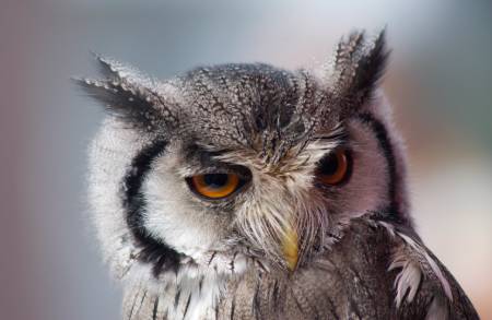 Close-up of an owl's face, being the bird of wisdom, used as a metaphor for regulation, licencing and supervision