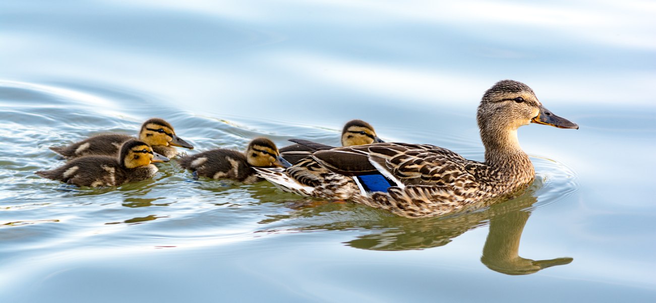 Four ducklings swimming behind their trusted mother