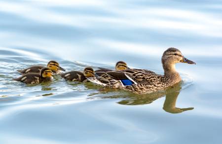Four ducklings swimming behind their trusted mother