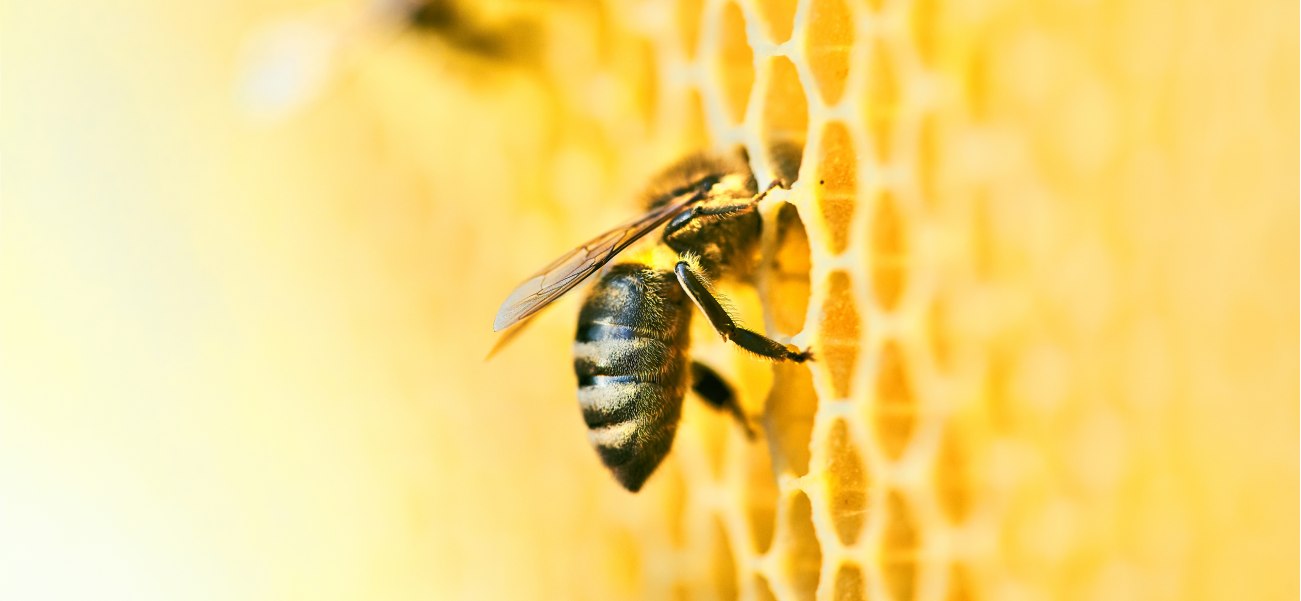 Bees at work on a honeycomb formation