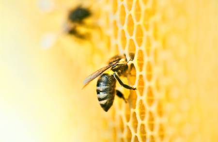 Bees at work on a honeycomb formation