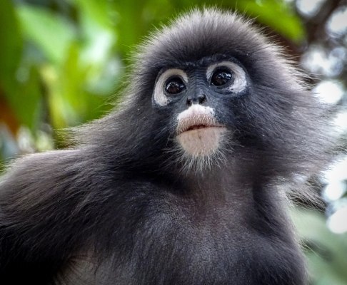 A dusky leaf monkey, which is native to Singapore, acting as the mascot of our Singapore company registration service
