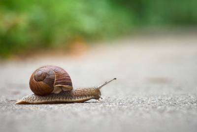 A snail moving to the right, symbolising someone who is heading for immigration