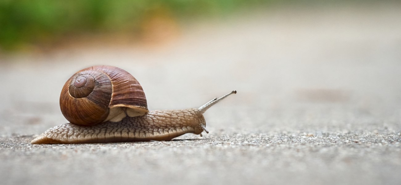 A snail moving to the right, symbolising someone who is heading for immigration