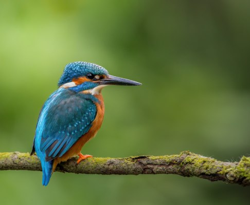 The common kingfisher is endemic to Cyprus, seen here sitting on a branch and acting as the mascot of our Cyprus company formation service