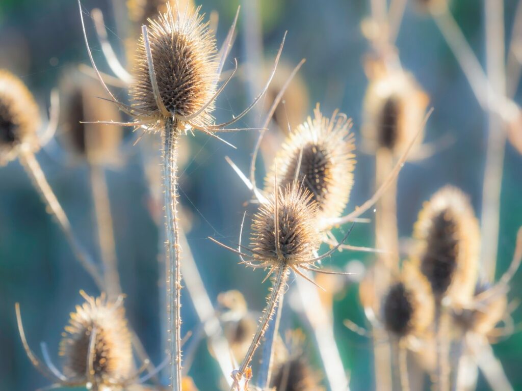 A formation of thistles keeping company in the wild