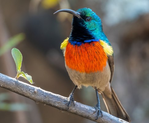 A sunbird, which is native to Singapore gracing our Singapore company registration page with its bright colours