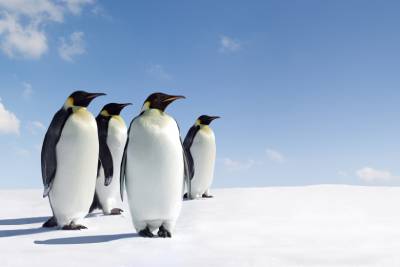 A group of penguins in an icy environment, who look like they are business networking