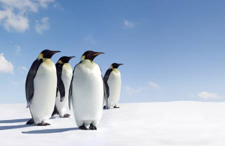 A group of penguins in an icy environment, who look like they are business networking