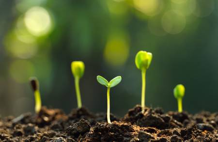 Five young seedlings shooting from the ground, symbolising the seeds of finance