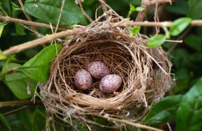 Nest with three eggs used as a metaphor for accounting and saving