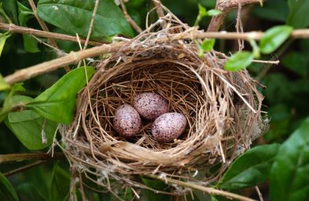 Nest with three eggs used as a metaphor for accounting and saving