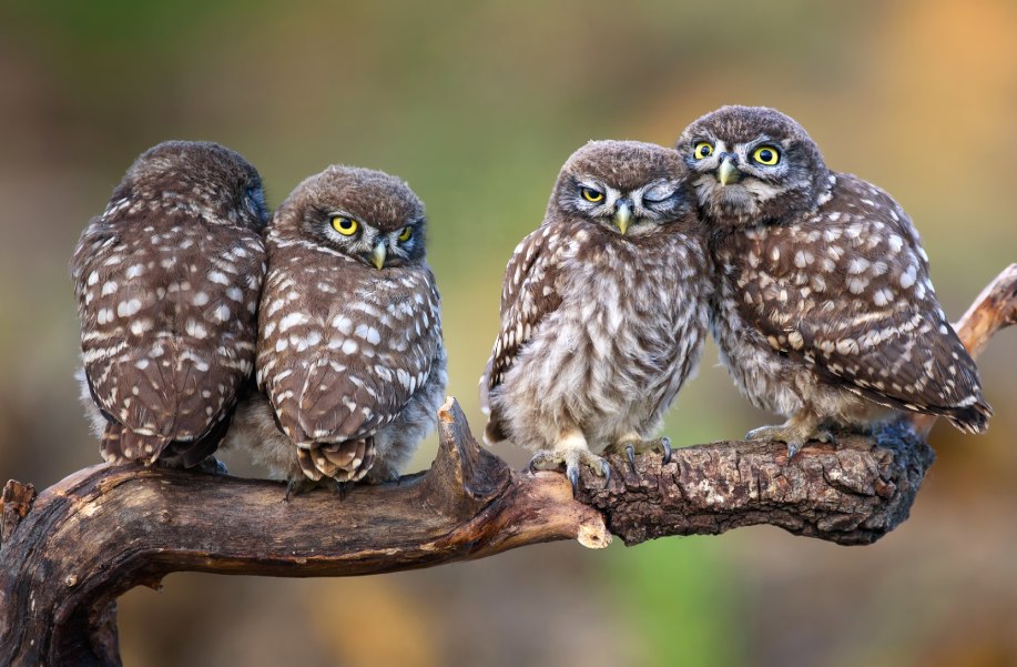A group of owls sitting on a branch symbolising our team of company formation consultants