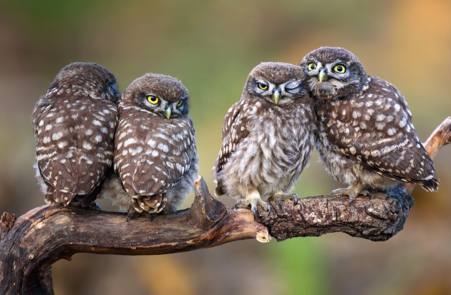 A group of owls sitting on a branch symbolising our team of company formation consultants