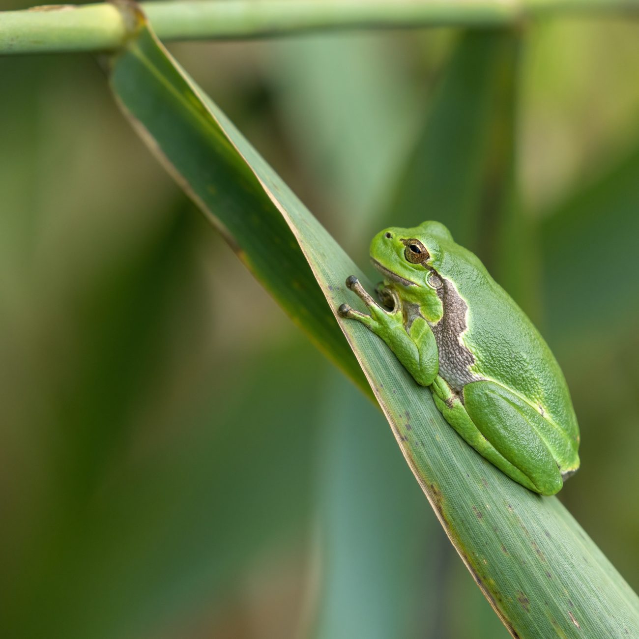 The European tree frog (Hyla arborea) is one of three amphibians native to Cyprus